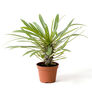 Madagascar, Palm Seed - Packet thumbnail number null